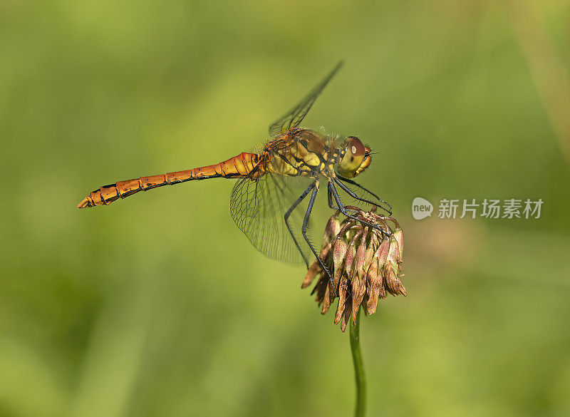 红箭蜻蜓(Sympetrum sanguineum)